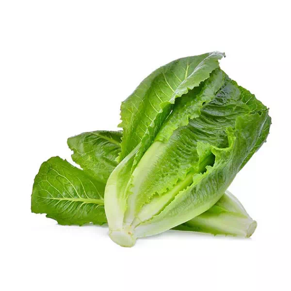 Laitue romaine